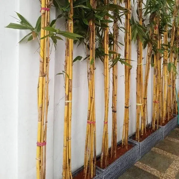 jual bambu kuning besar